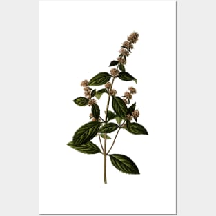 Herbal Flower Branch Posters and Art